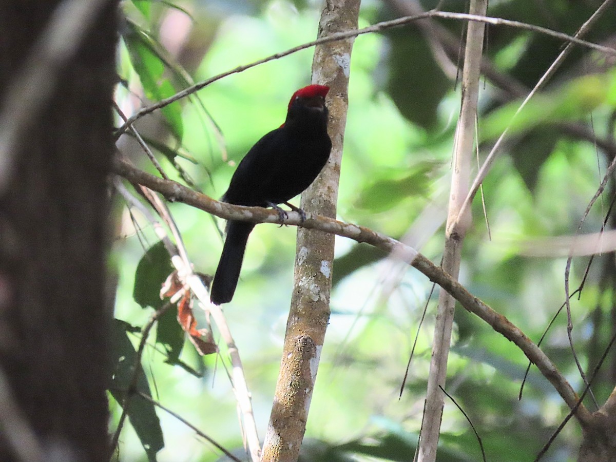 Helmeted Manakin - ML643183751