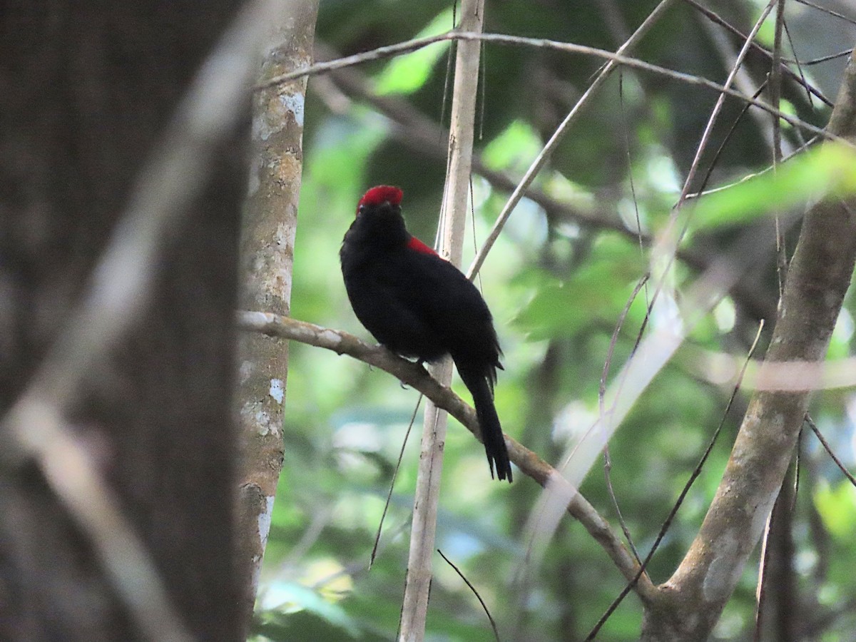 Helmeted Manakin - ML643183754