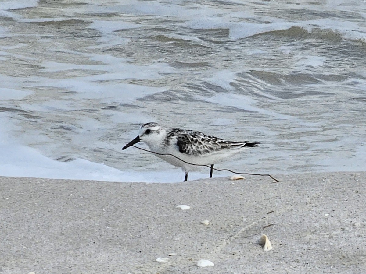 Piovanello tridattilo - ML643183815