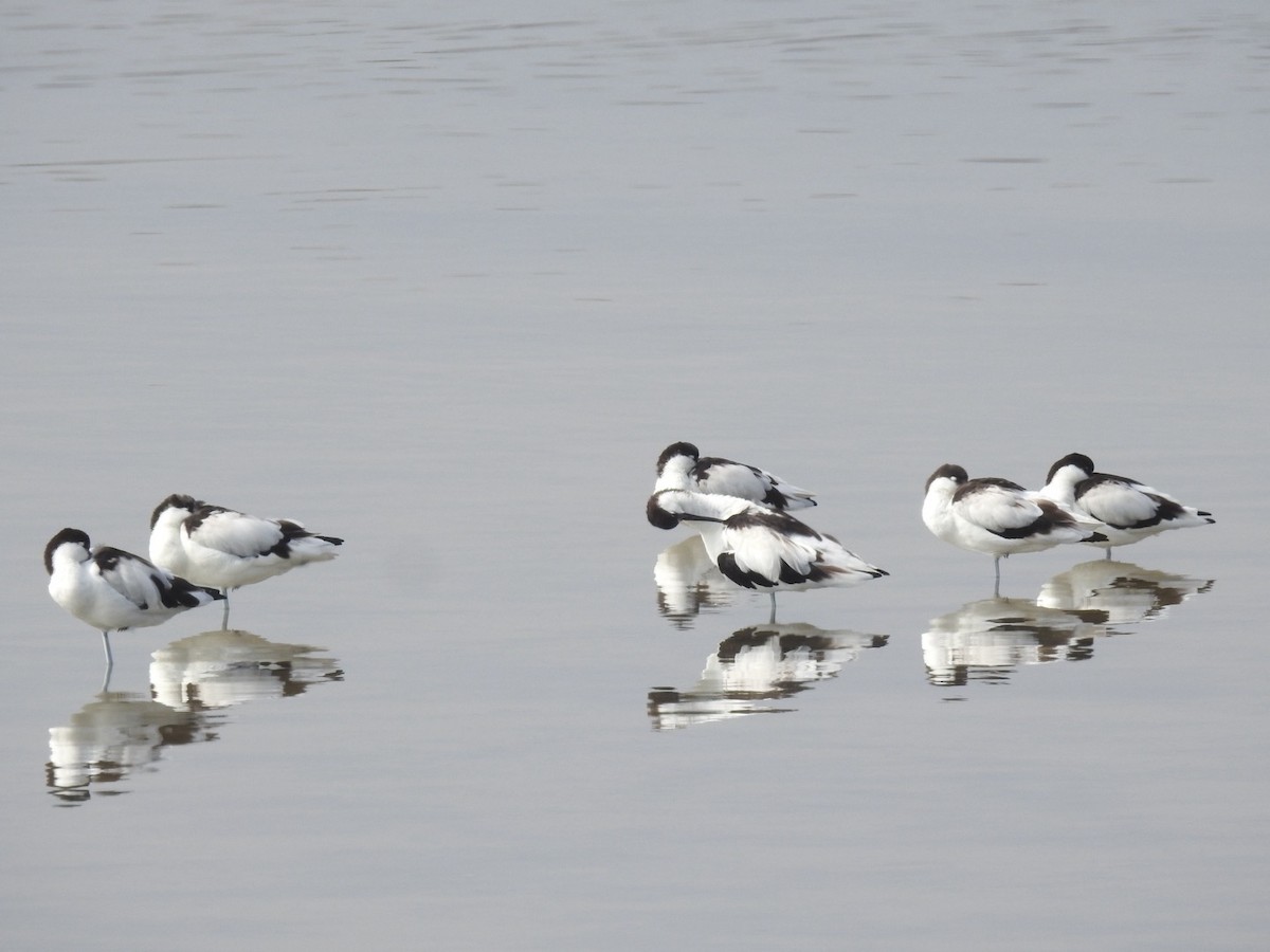 Avocetta - ML643183823