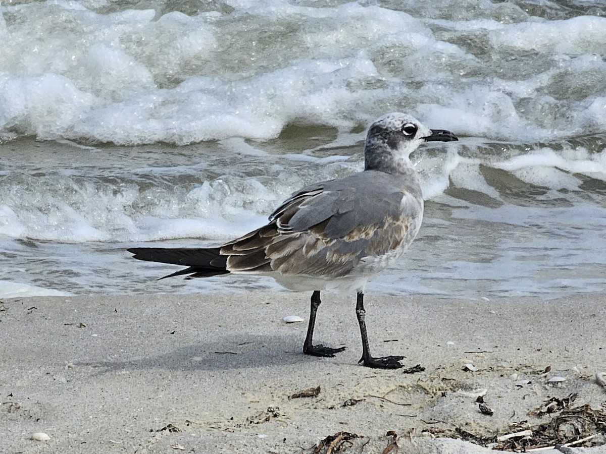 Gabbiano sghignazzante - ML643183830