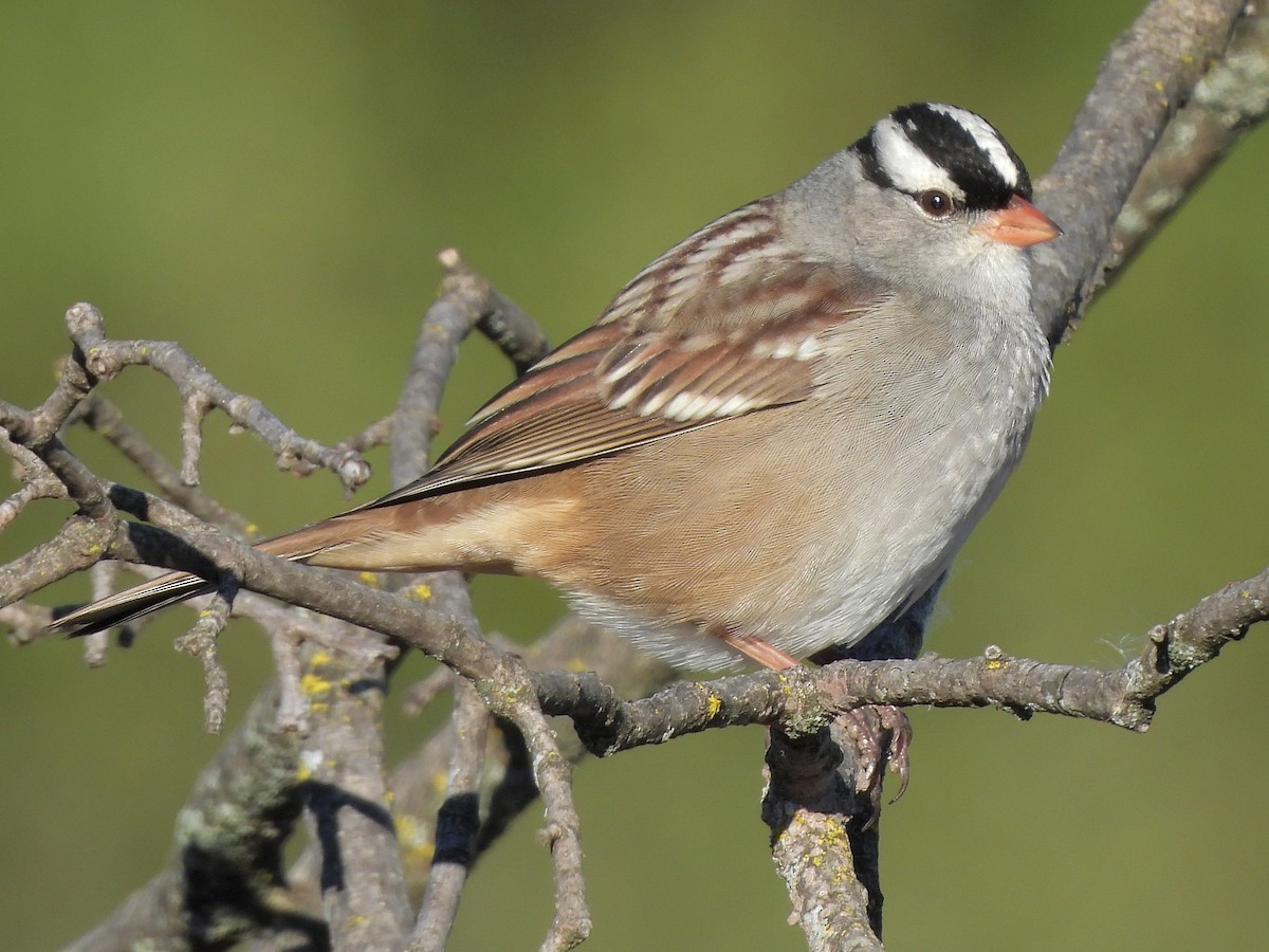 White-crowned Sparrow - ML643183835