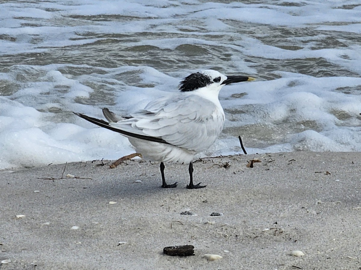 Beccapesci - ML643183841