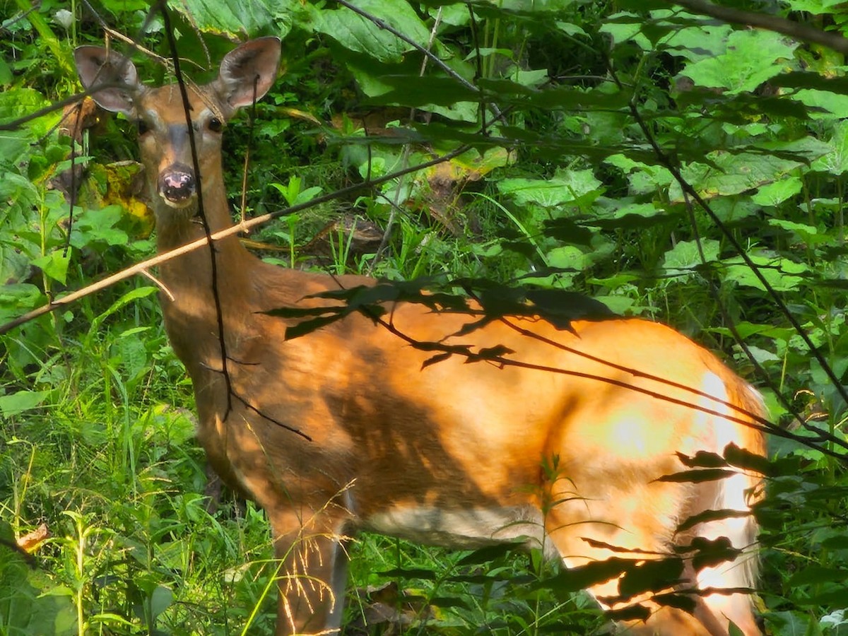 Animaux - ML643183846