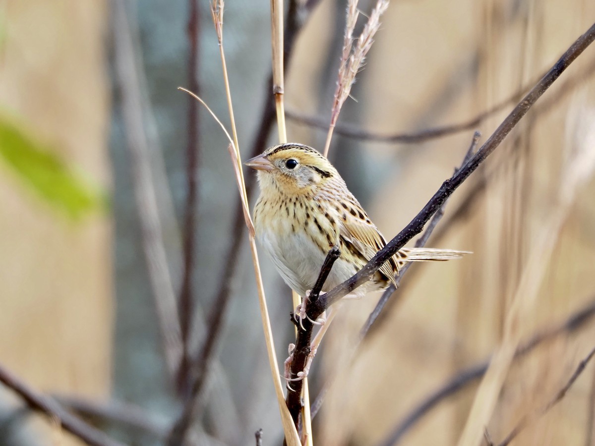 LeConte's Sparrow - ML643183847