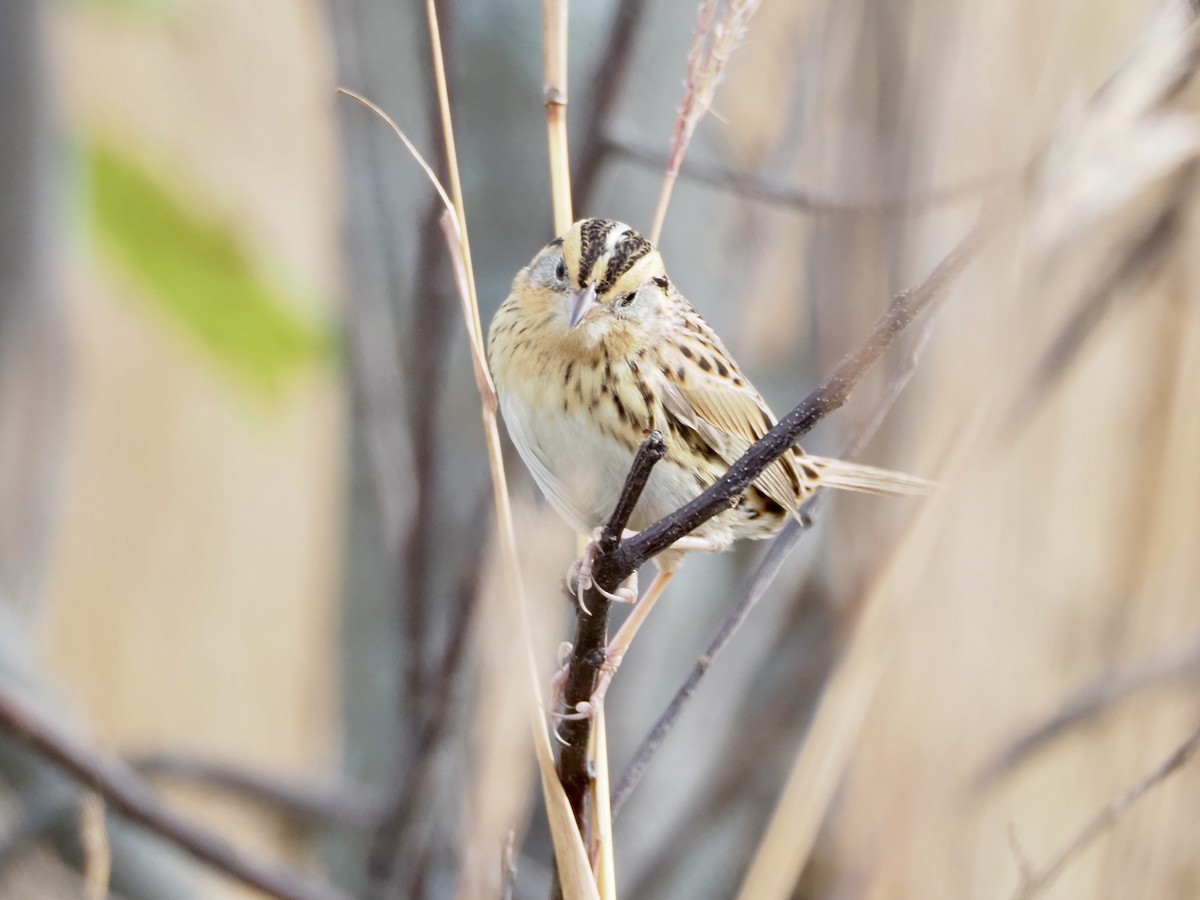 LeConte's Sparrow - ML643183853