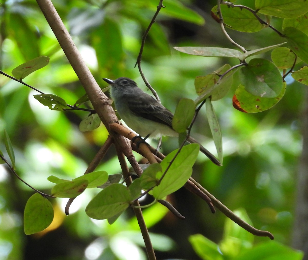 Panama Flycatcher - ML643183867