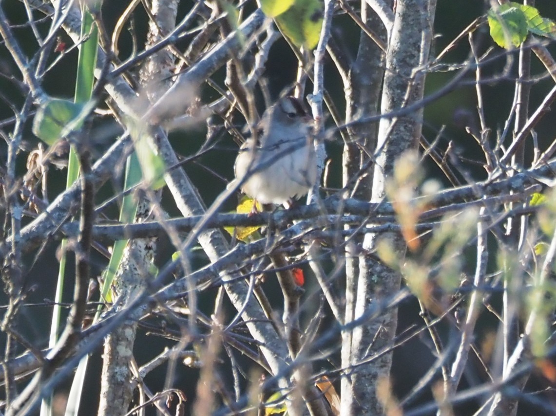 White-crowned Sparrow - ML643183903