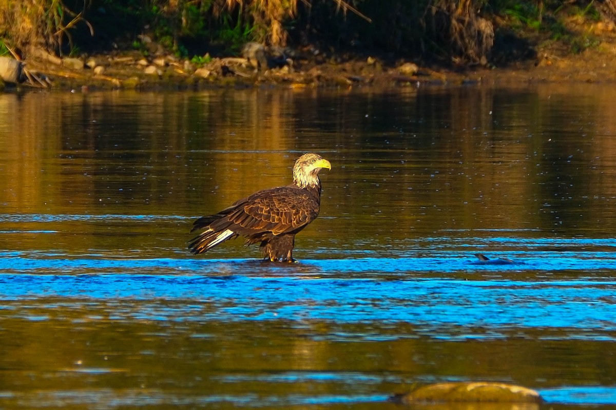 Weißkopf-Seeadler - ML643183908