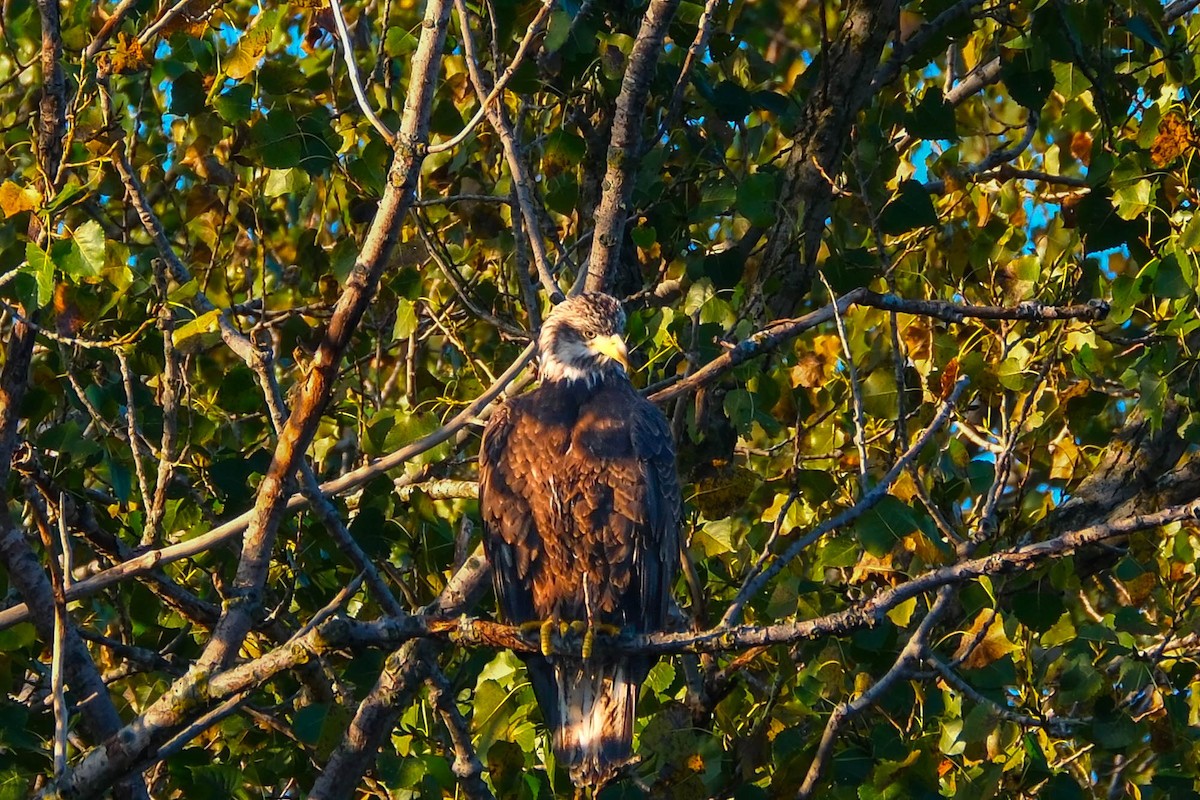 Weißkopf-Seeadler - ML643183909
