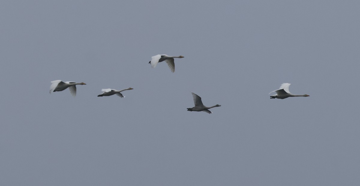Whooper Swan - ML643183911