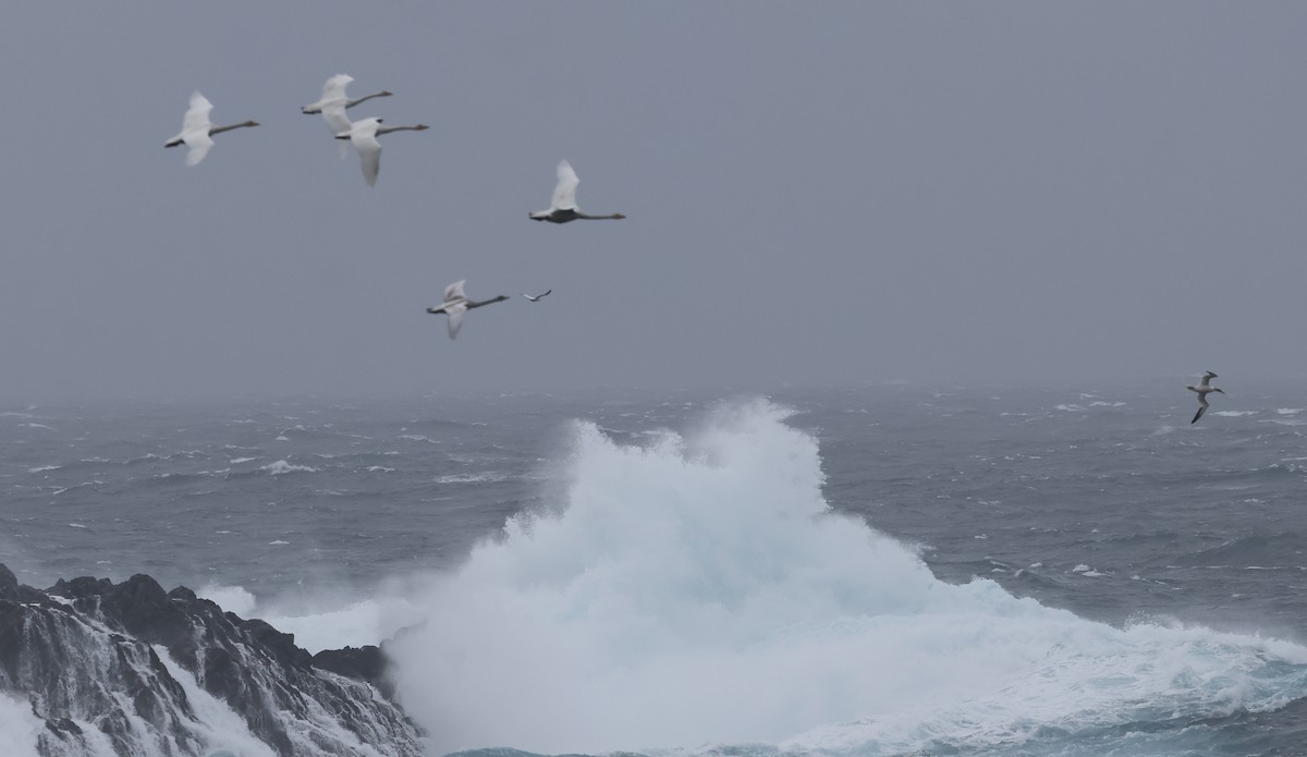 Whooper Swan - ML643183912