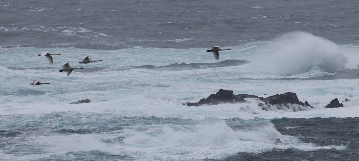 Whooper Swan - ML643183913