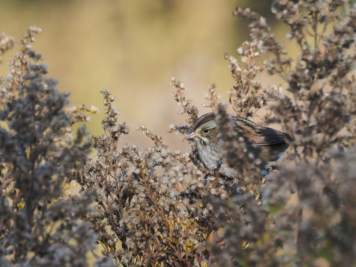 Swamp Sparrow - ML643183959