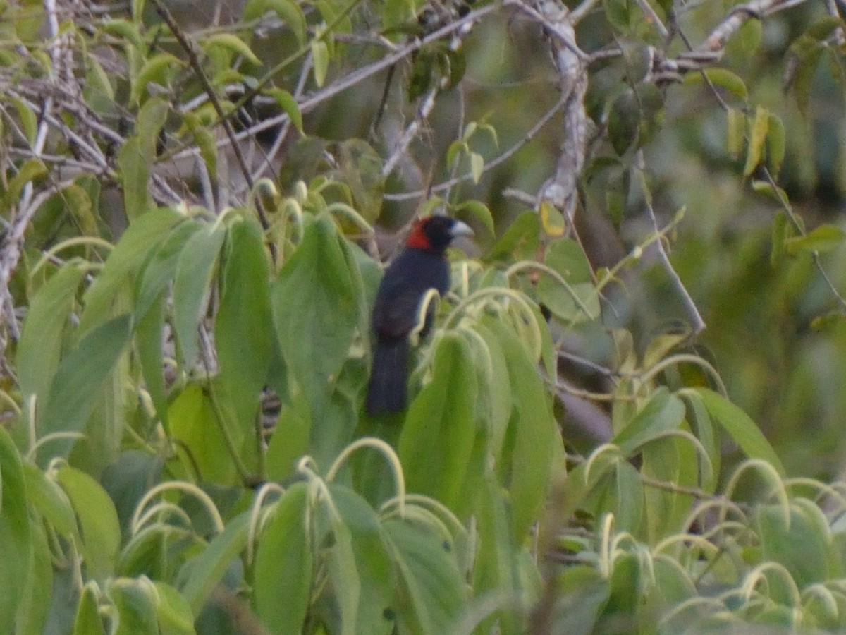 Crimson-collared Tanager - ML643183969