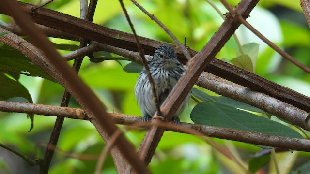 Guianan Streaked-Antwren - ML643183983