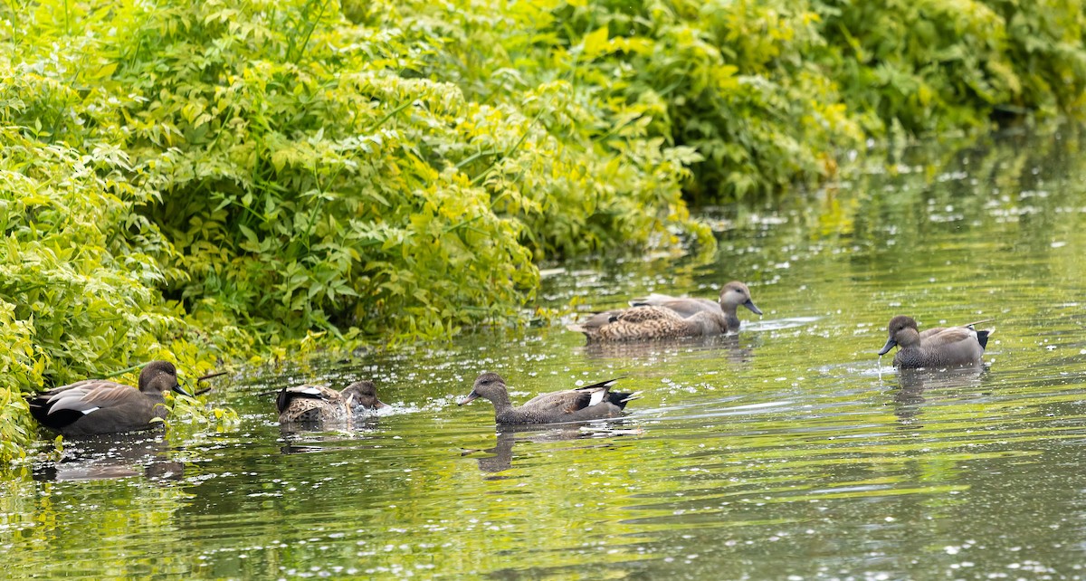 Gadwall - ML643184010