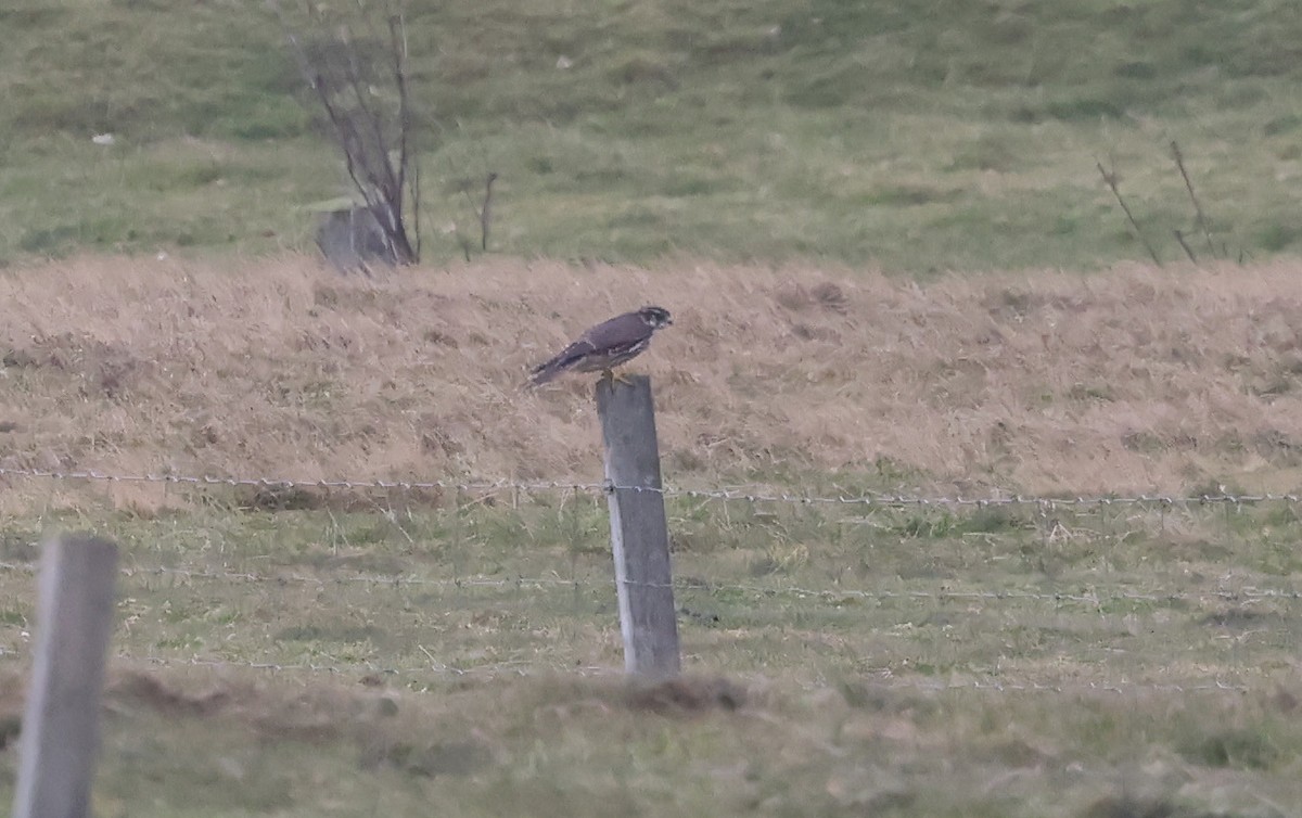 Merlin - ML643184019