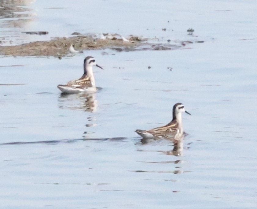 svømmesnipe - ML643184029