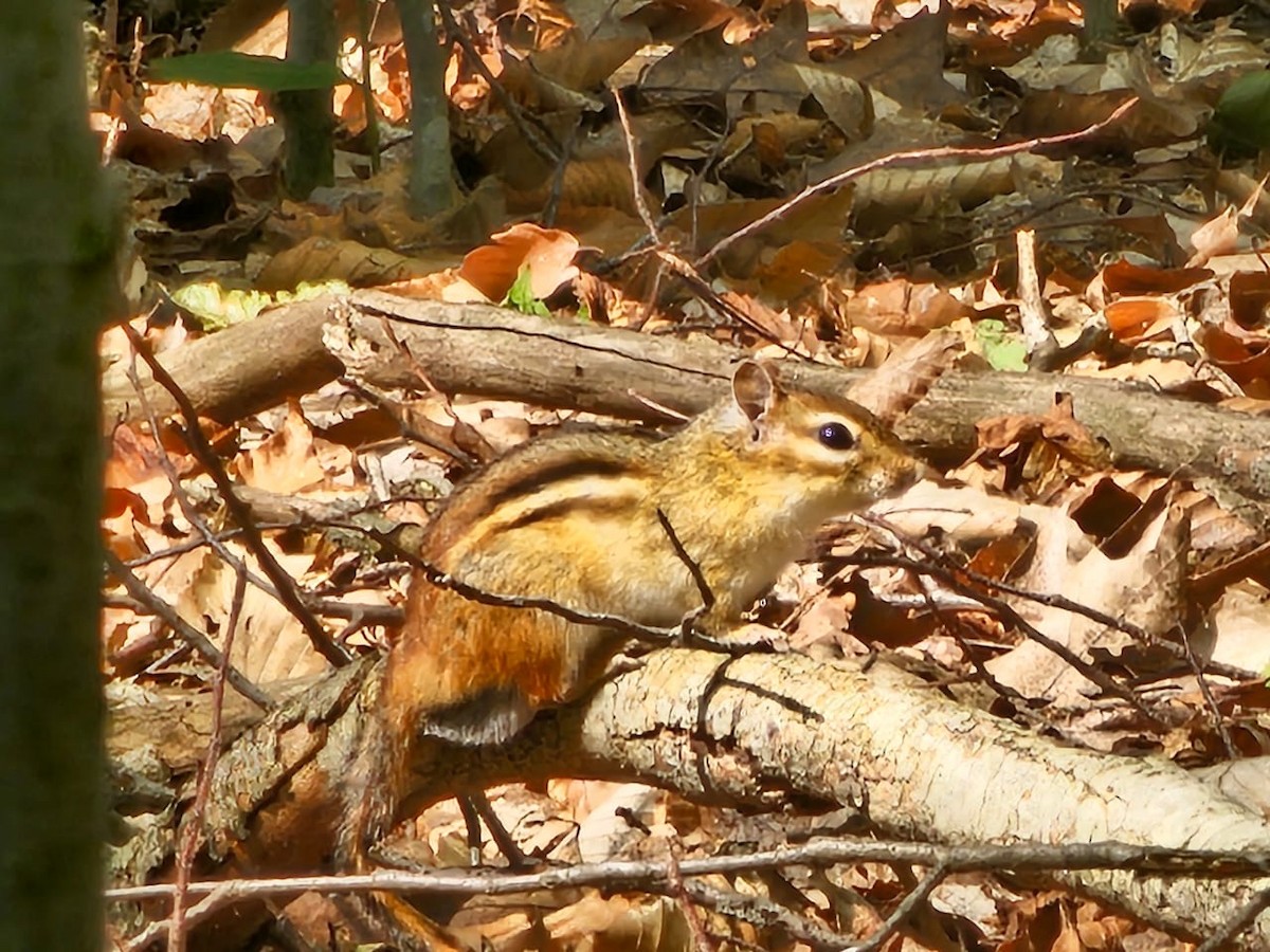 Animaux - ML643184032