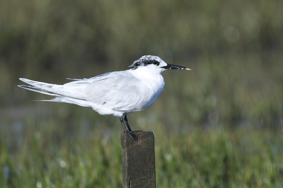 Sandwich Tern - ML643184042