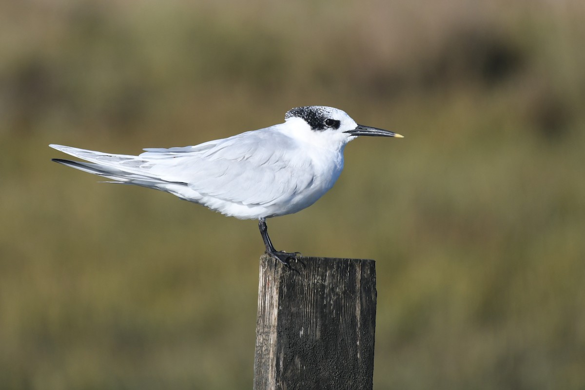 Sandwich Tern - ML643184043