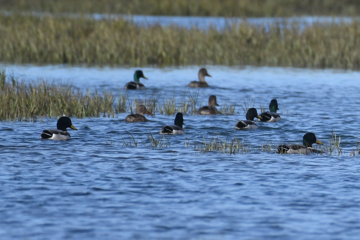 Mallard - ML643184048