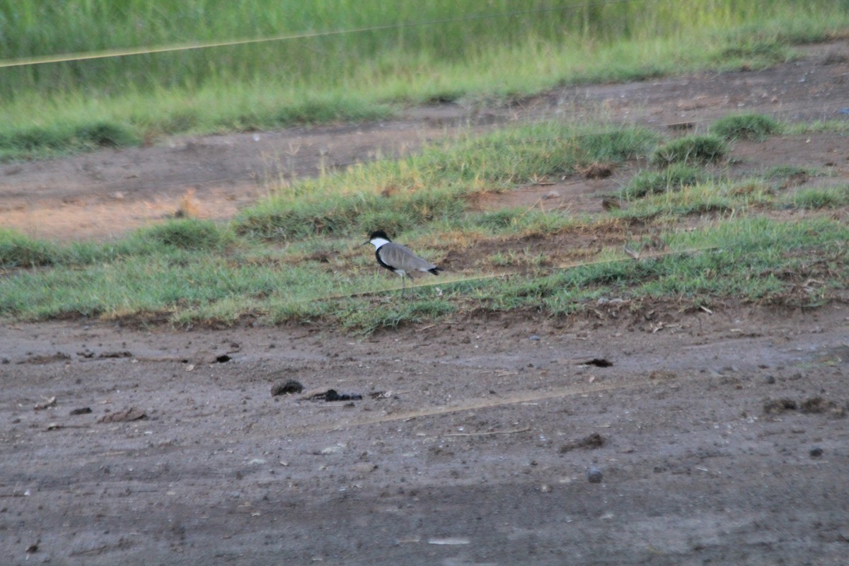 Spur-winged Lapwing - ML643184052