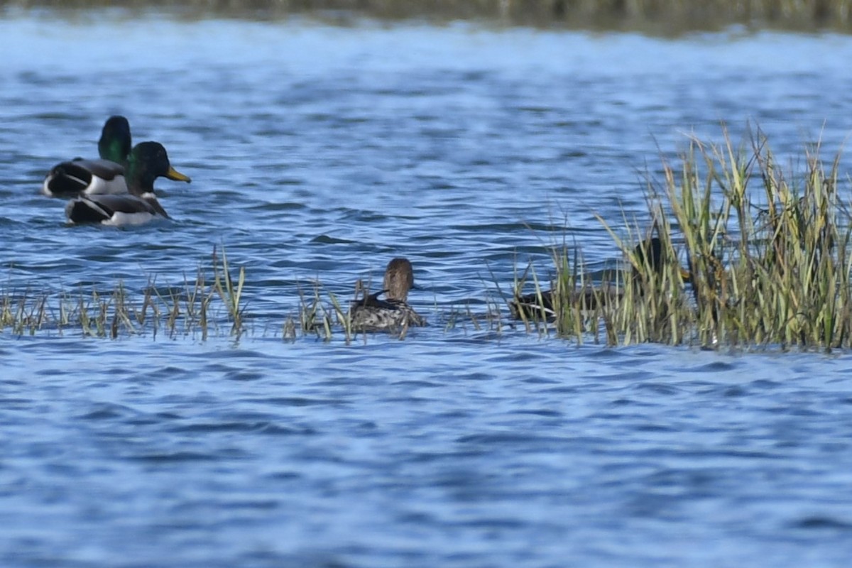 Northern Pintail - ML643184054