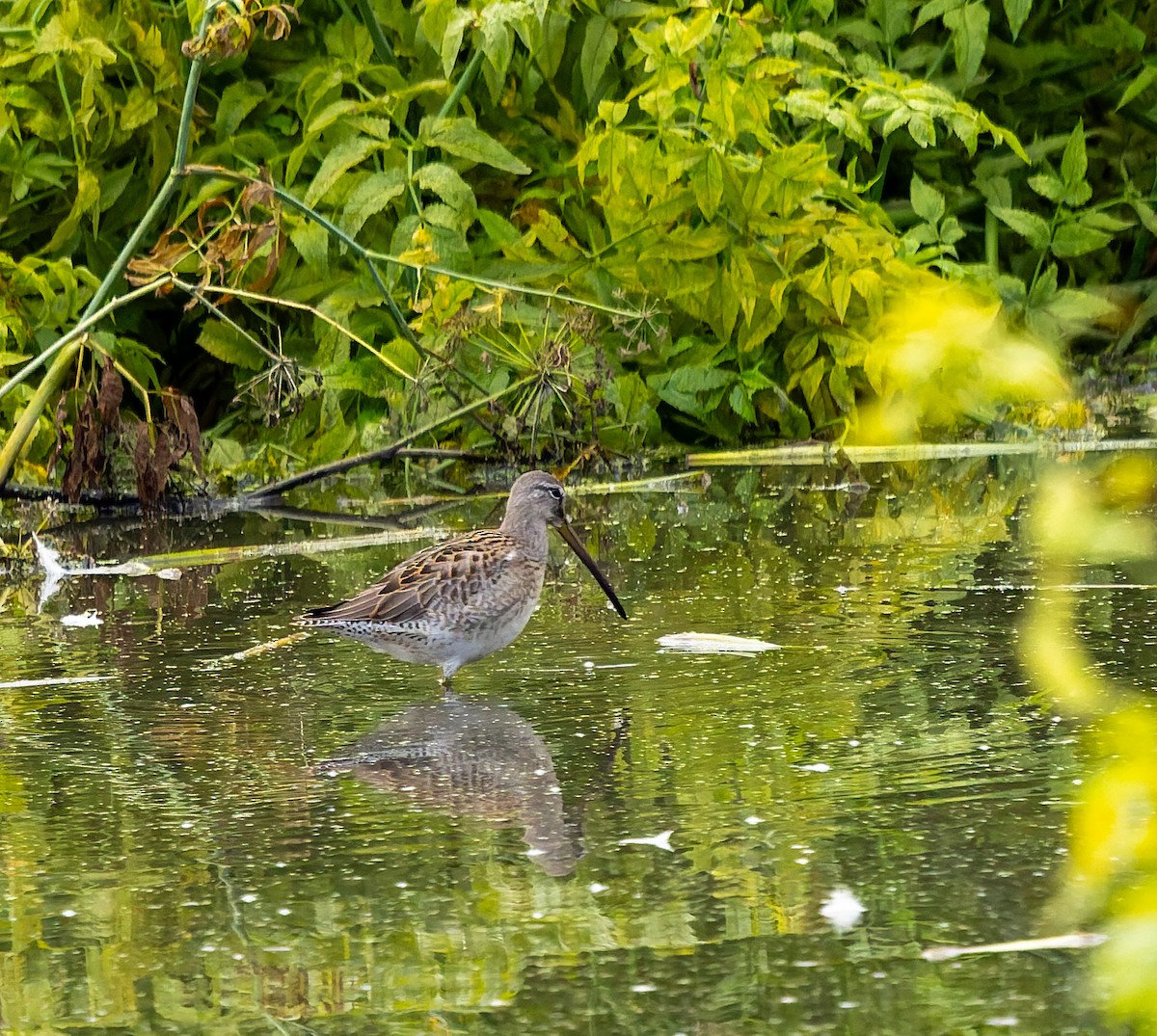 Long-billed Dowitcher - ML643184061