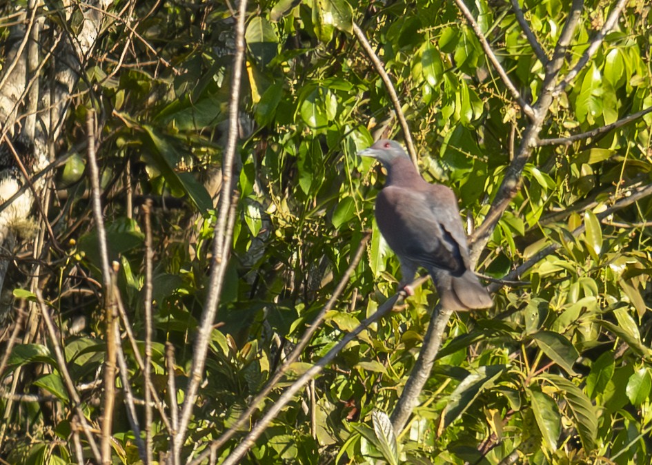 Pale-vented Pigeon - ML643184068