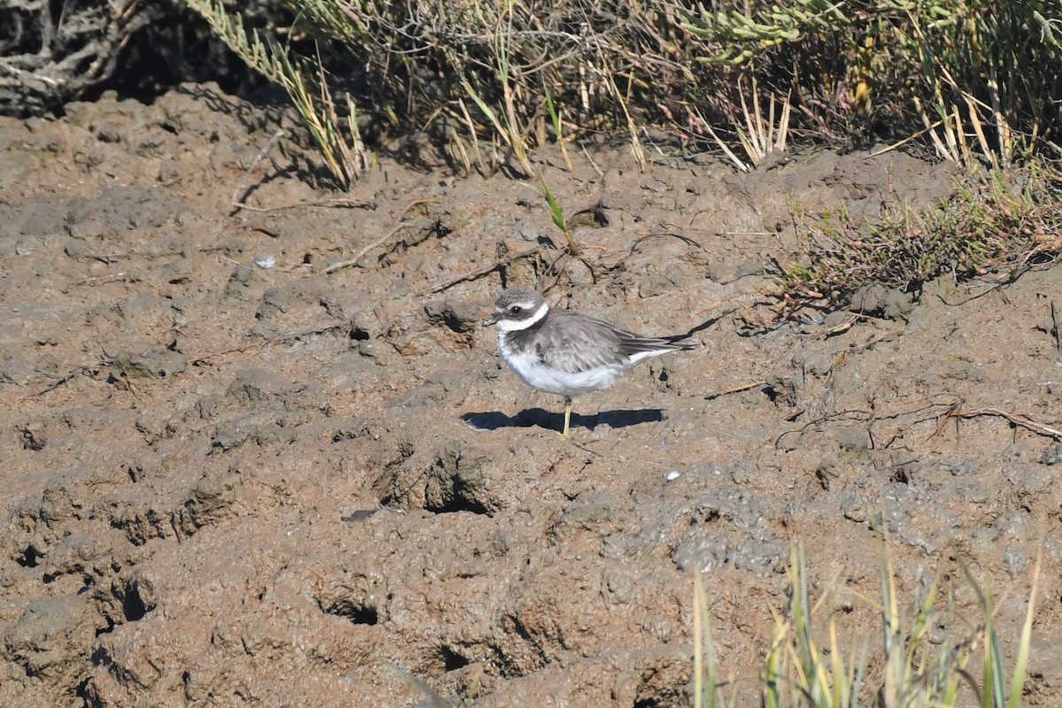 Common Ringed Plover - ML643184080