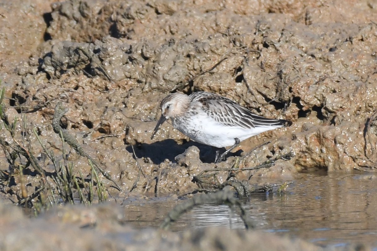 Dunlin - ML643184088