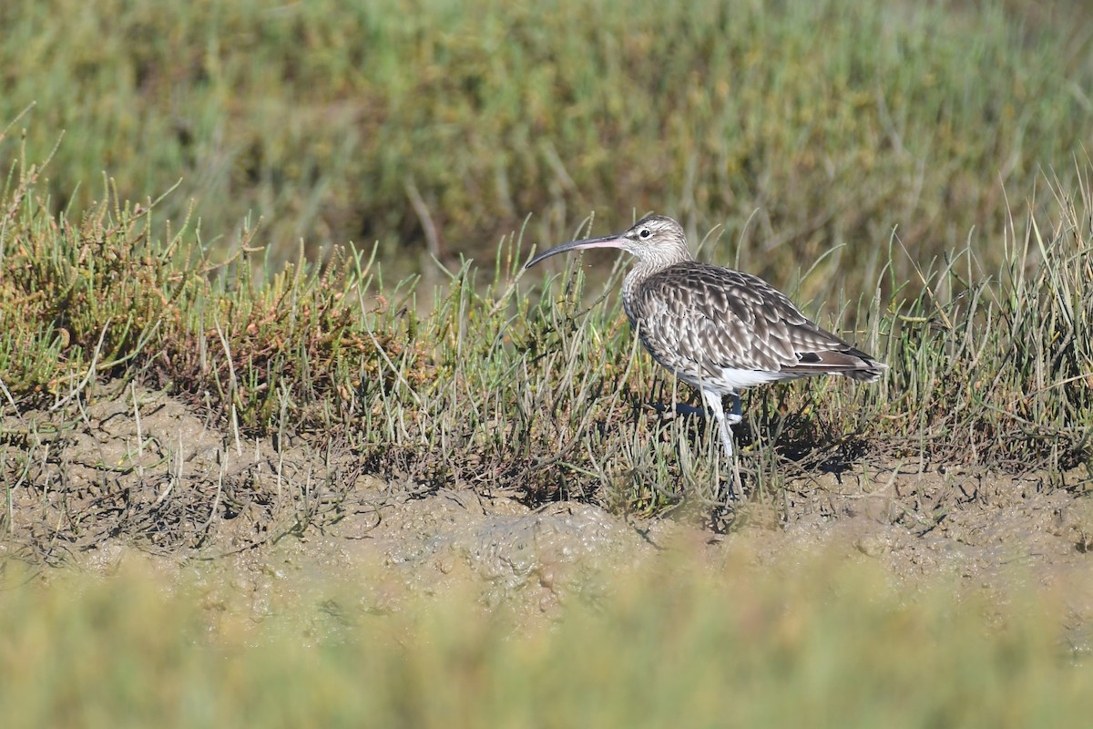 Eurasian Whimbrel - ML643184099