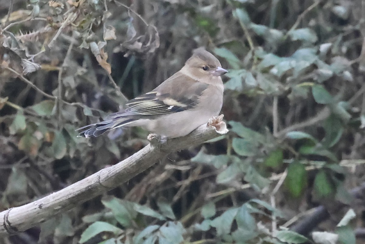 Common Chaffinch - ML643184109