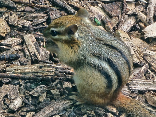 Animaux - ML643184118