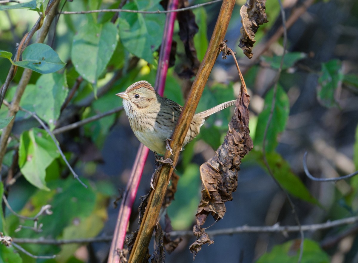 Lincoln's Sparrow - ML643184124