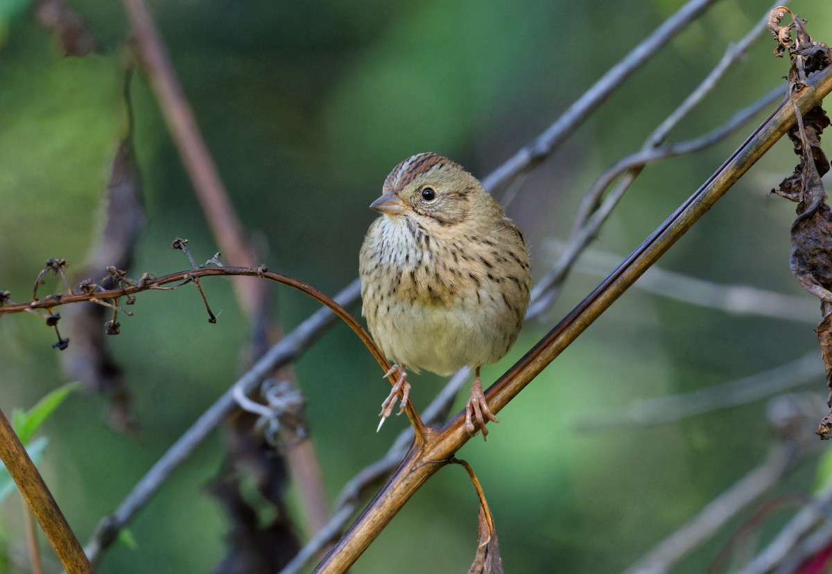 Lincoln's Sparrow - ML643184125