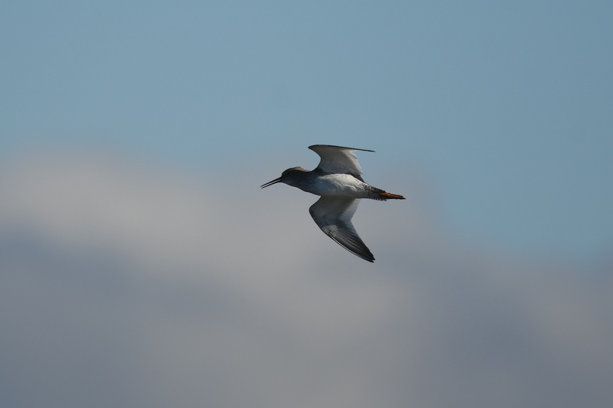 Common Redshank - ML643184147
