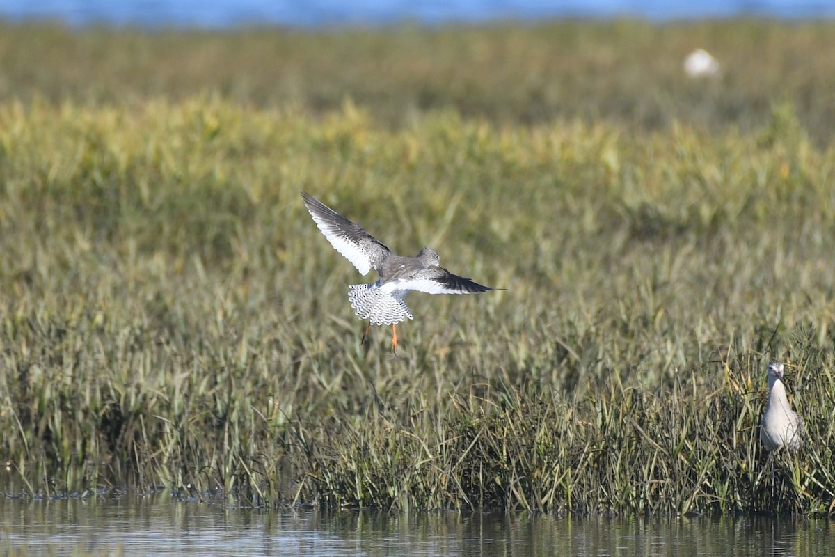Common Redshank - ML643184148