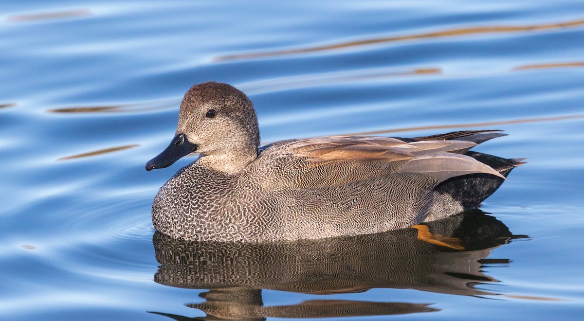 Gadwall - ML643184160