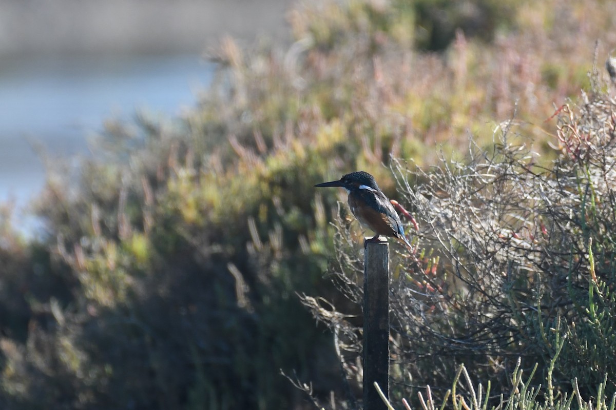 Common Kingfisher - ML643184161