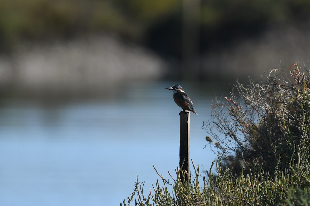 Common Kingfisher - ML643184162