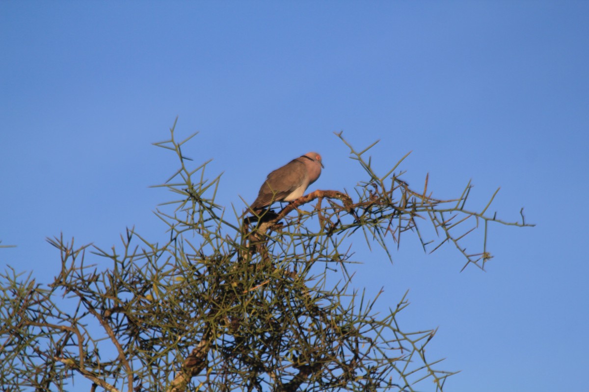 Mourning Collared-Dove - ML643184164