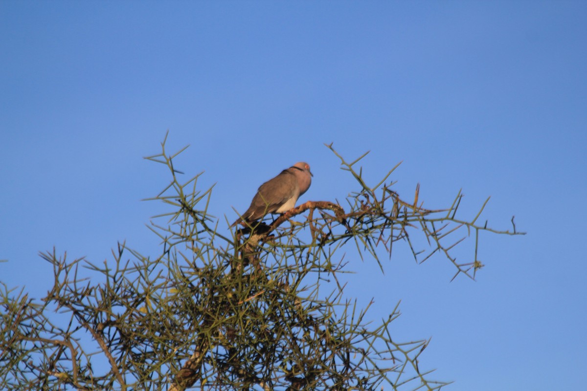 Mourning Collared-Dove - ML643184165