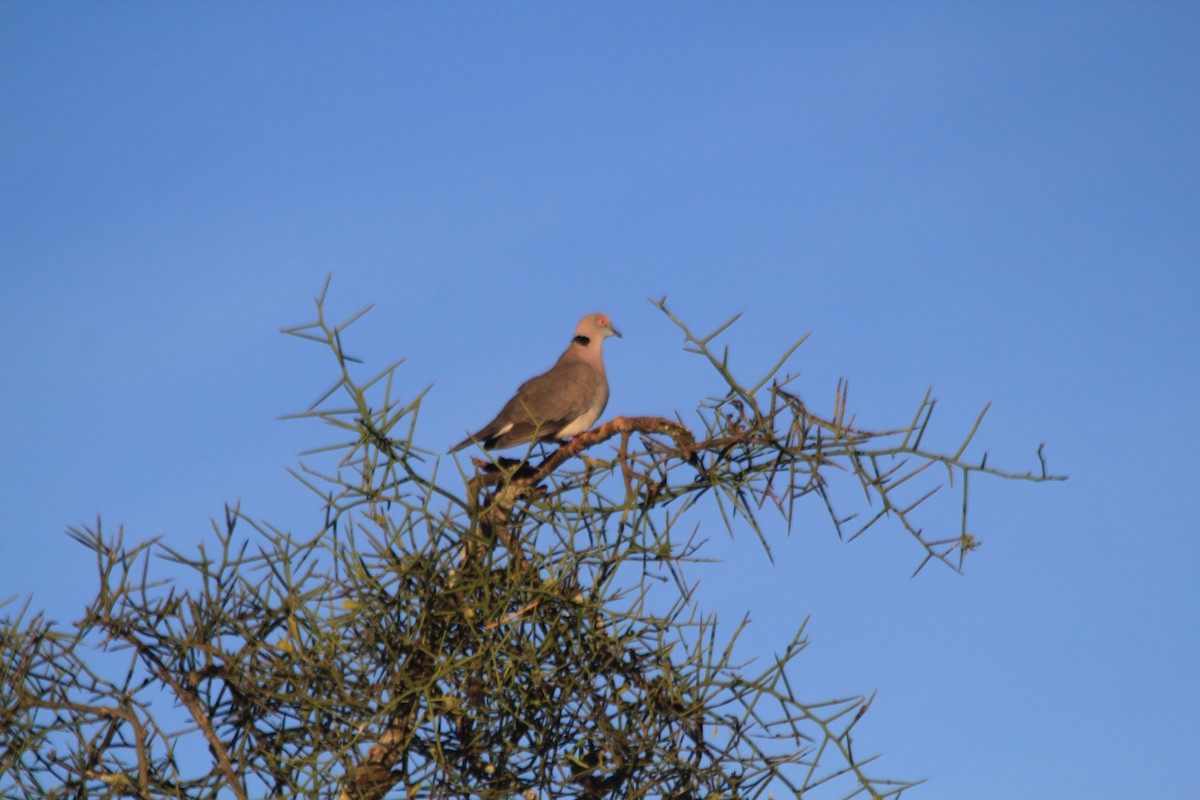 Mourning Collared-Dove - ML643184166