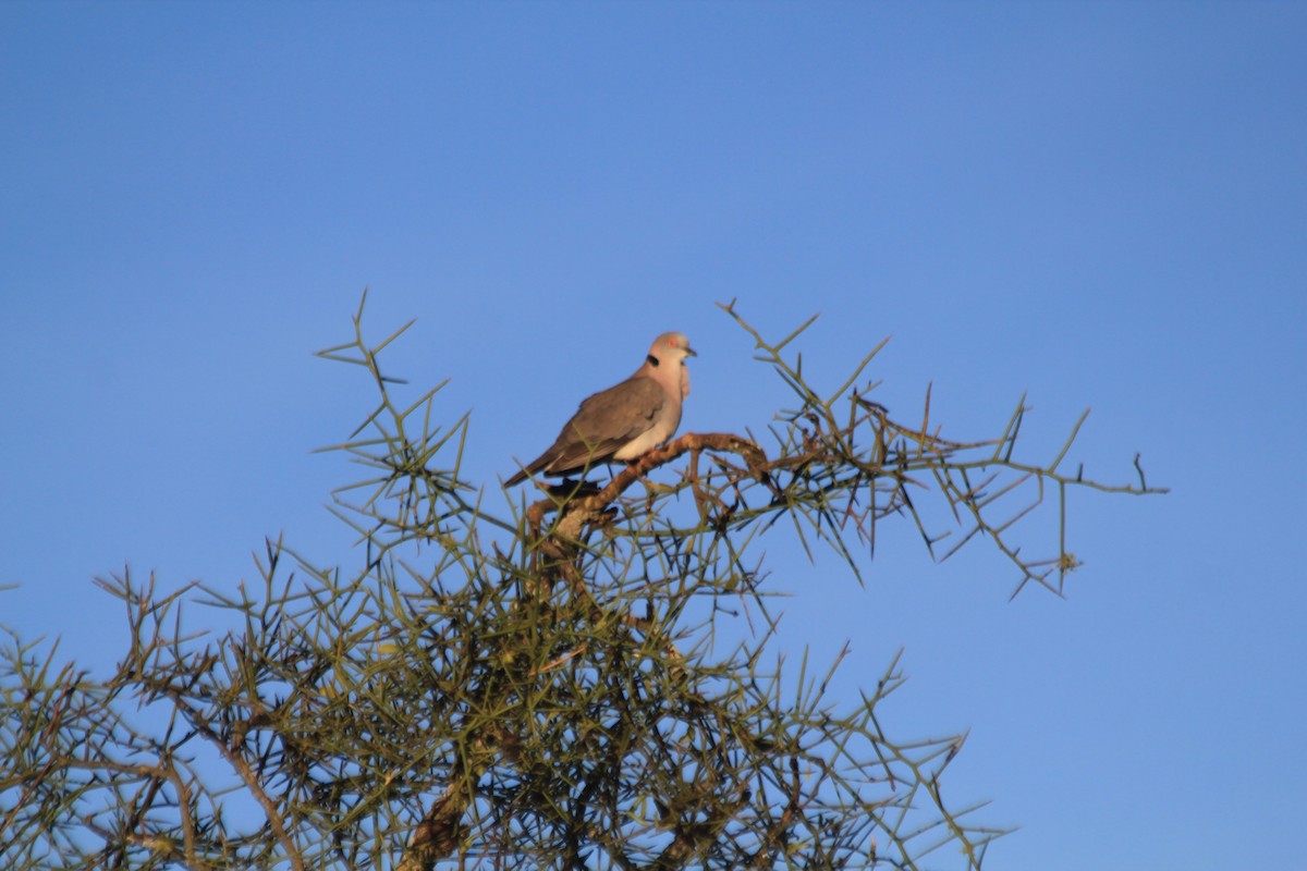 Mourning Collared-Dove - ML643184167