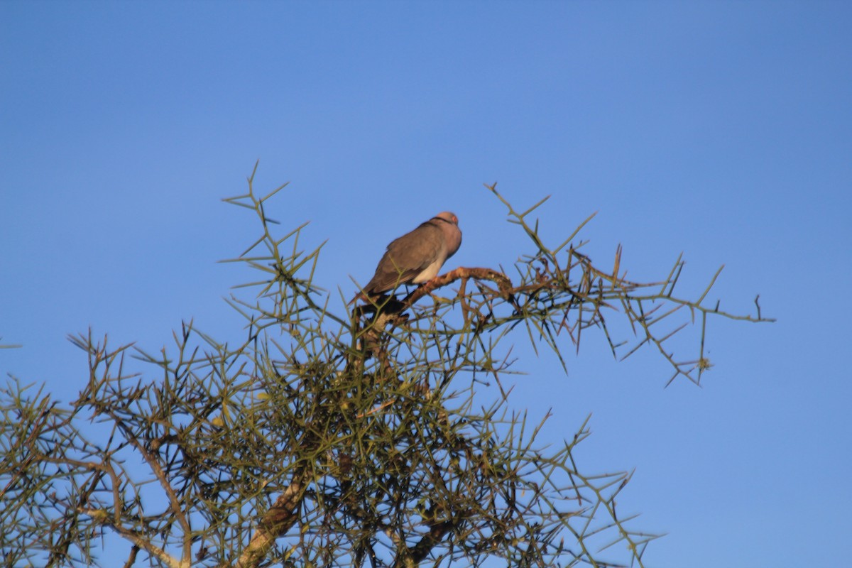 Mourning Collared-Dove - ML643184168