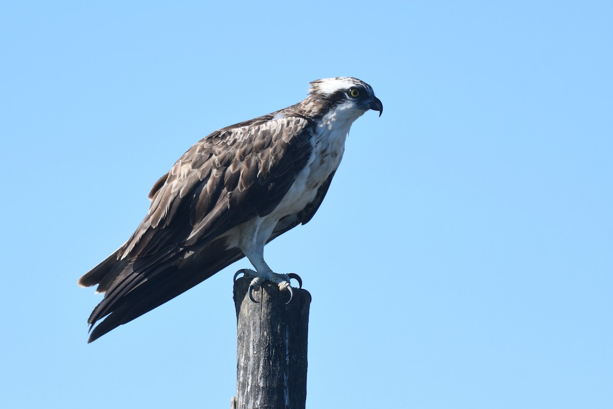 Osprey - ML643184176