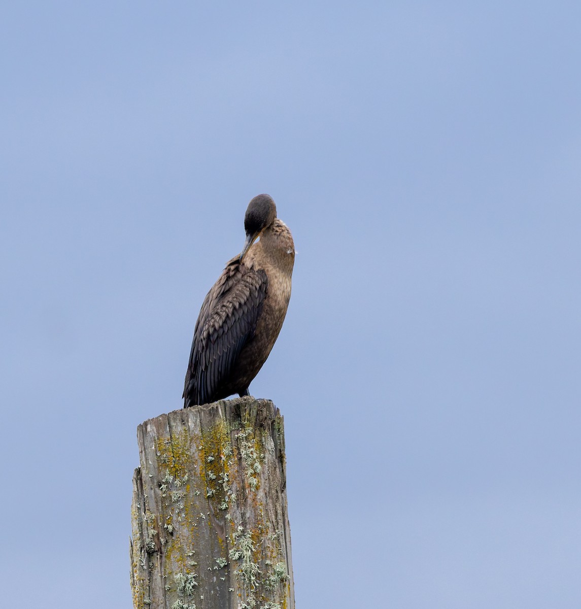 Double-crested Cormorant - ML643184187